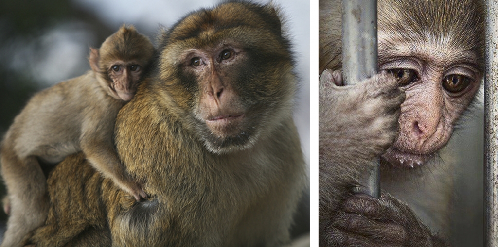 Primates sin madres