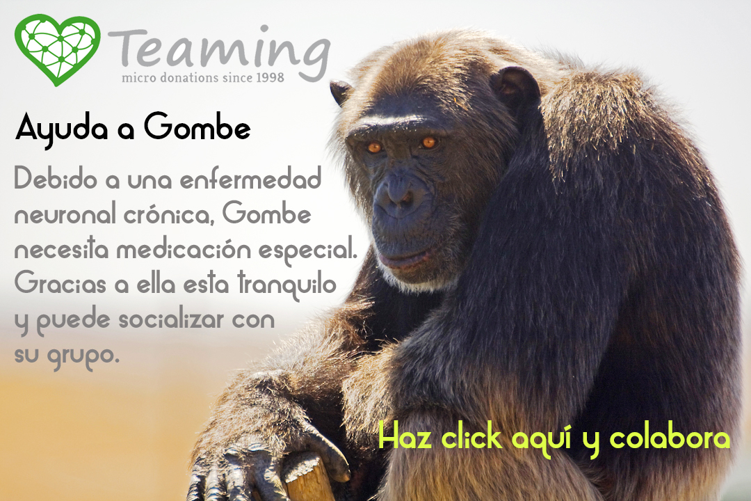 Gombe-Teaming